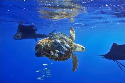 Quel nom donnez-vous  ces deux poissons porte-pes  l'arrire plan ?