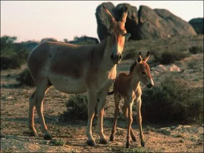 La famille du cheval possède combien d'espèces ?