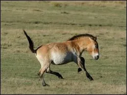 O le cheval est-il paru et o a-t-il volu ?