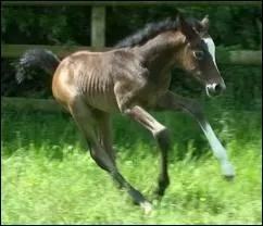 Que signifie un poulain qui a des  lunettes  (cercles blancs autours des yeux) ?