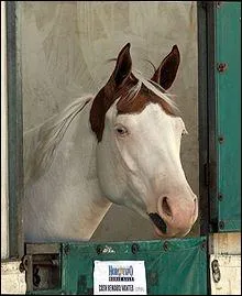 Ce cheval  une robe pie. Quelle sorte de pie semble-t-il avoir ?