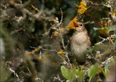 Le rossignol est le seul oiseau dont les ... et les ... puissent se comparer au chant d'une voix humaine. Complétez.