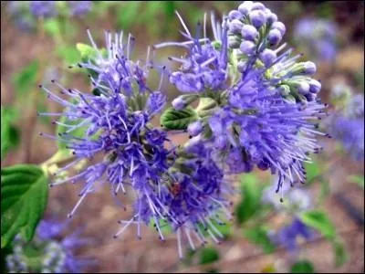 Retrouvez la liste où les mots sont aussi bien valables pour le goût que pour l'odorat.