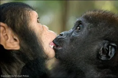 Le bb chimpanz est  droite, le bb gorille est  gauche !