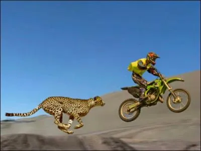 Pas drle du tout de se faire poursuivre par un lopard !