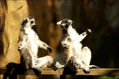 Bien sr que vous les reconnaissez, ce sont des suricates !