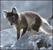 Faites un petit dtour par l'Antarctique, vous y rencontrerez ce petit cousin du renard, le renard polaire ou isatis !