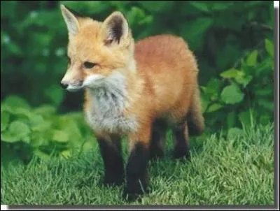 Comment se nomme le petit du renard ?