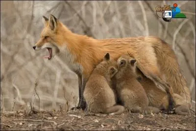 Comment se nomme la femelle du renard ?