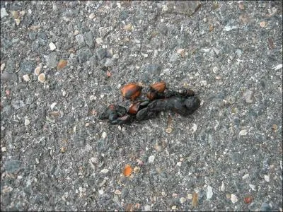 Comment se nomment les excrments du renard ?