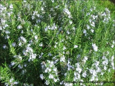 - puis, aprs l'ennui et l'incuriosit du premier Empire, qui (... ) des eaux de Cologne et des prparations au romarin,