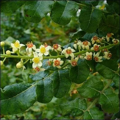 Plus tard, avec la (... ), l'oliban, les senteurs mystiques, puissantes et austres,