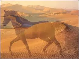 Que signifie cheval   Asil   ?