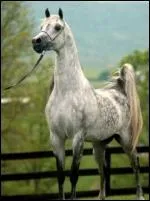 C'est l'une des races les plus anciennes.