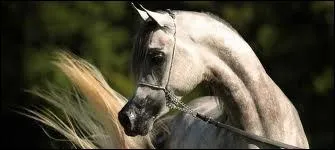 Quelle(s) robe(s) n'est(ne sont) pas admise(s) dans cette race ?