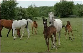 Le pur-sang arabe est utilis pour ... (plusieurs possibilits)