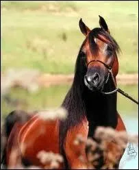 Si le cheval arabe est doux, aimable et gentil de nature, il n'en possde pas moins un caractre   de foi  