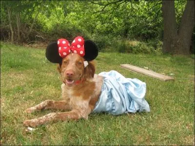 Quand deux personnes ne s'aiment pas beaucoup, on dit qu'ils sont comme ...