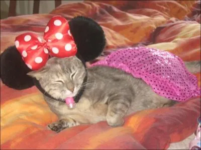 En quoi est dguis ce chat ?