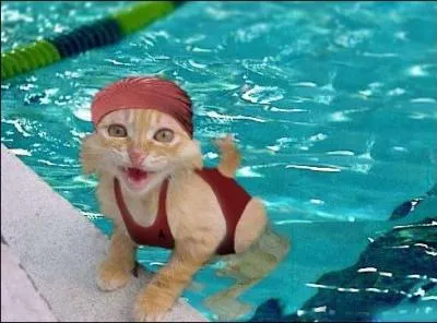 Est-ce que les chats aiment l'eau ?