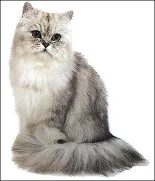 C'est une race de concours ou pas ?