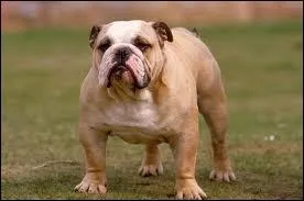 Comment s'appelle le chien dans la srie ?