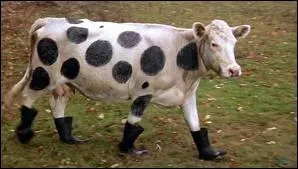 Une statue de pigeon se laissant aller, une vache avec des bottes ...