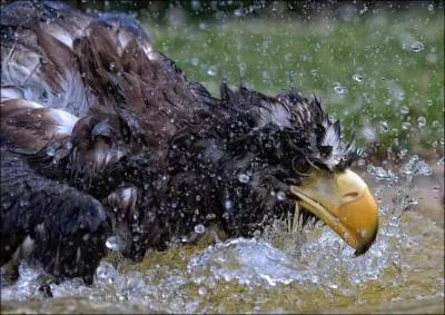 Quel footballeur fut surnomm  L'Aigle des Aores  ?