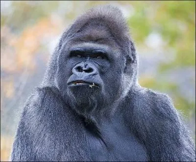 C'est un adulte respect, qui, d'aprs son nom, ne manque pas de moyens !