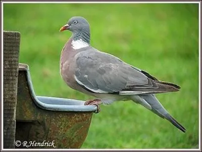 Ce pigeon est en train de modifier ses habitudes migratrices, on peut le voir maintenant  longueur d'annes, dans les grandes villes, on l'appelle pigeon ramier dans le Nord et ... ... . dans le Sud !