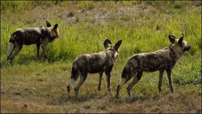 Pour changer, j'ai dcid de vous montrer des photos de coyotes !