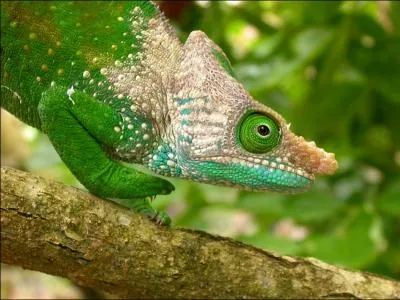 La queue du camlon est prhensile !