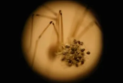 Ce que vous voyez, ce sont tout simplement des termites !