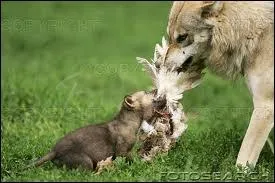 Qui s'occupe des louveteaux ?