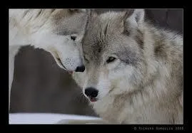 Un loup qui quitte sa meute peut-il revenir ?