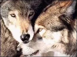 Comment se nomme le couple dominant ?