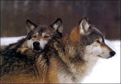 Quel est sa particularit ?