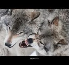 Comment se nomme la  tte de turc  ?