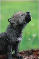 A quel ge le loup essaye-t-il de hurler ?