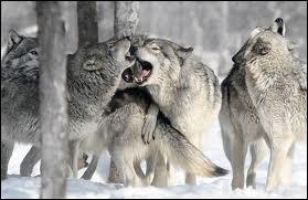Le loup vit en meute de combien d'individus ?