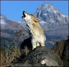 Comment le loup dlimite-t-il son territoire ?