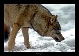 Son odorat est combien de fois plus puissant que le ntre ?