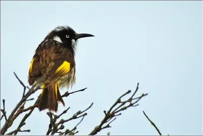 Gographie - Quel pays fut surnomm la  Nouvelle-Hollande   ses tout dbuts ?