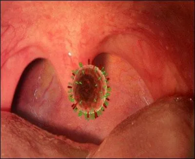 Biologie - Quel nom la partie moyenne de la cavit du larynx porte-t-elle ?