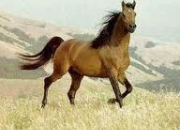 Quiz Races des chevaux et poneys