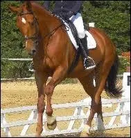 Quelle est la race de cette magnifique jument ?