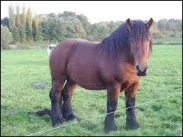 Et celle de ce gros cheval de trait ?