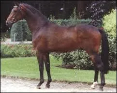 Quelle est la race de ce cheval  sang chaud ?