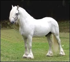 Quelle est la race de ce poney plus souvent noir ?