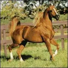 Quelle est la race de ce magnifique cheval ? {Dsole pour l'image, je n'ai pas trouv mieux}